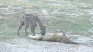 Hyena Drags a Dead Lion  Botswana Africa [upl. by Doownelg]