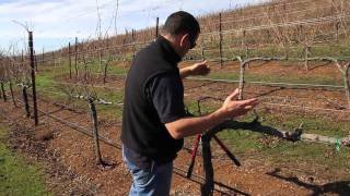 Double Guyot and Cordon Pruning Lesson [upl. by Male]