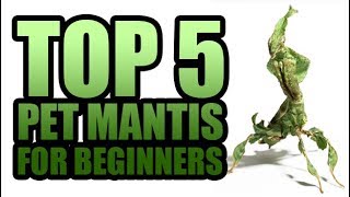 TOP 5 PET PRAYING MANTIS SPECIES FOR BEGINNERS [upl. by Nyliret]