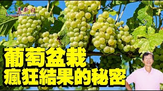 葡萄盆栽，瘋狂結果的秘密！ [upl. by Ken]