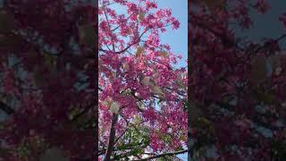 Floss silk tree with beautiful pink flowers and white fuzzball fruit So pretty [upl. by Wini420]