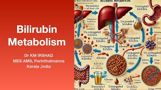 Bilrubin Metabolism [upl. by Edmund]