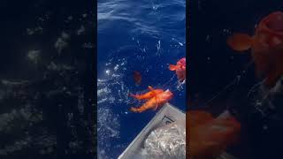 Bottom Fishing in Bermuda fishinginbermuda weknowwhocatchesmore squirrelfish subscribetome [upl. by Idihsar]