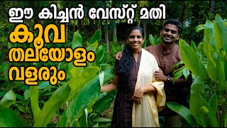 കൂവ കൃഷി രീതിയും വളപ്രയോഗവും  Kuva Krishi  Arrowroot farming in Malayalam [upl. by Eilis]