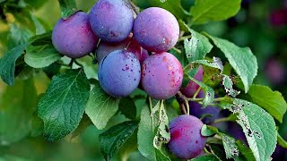 How To Grow Care and Harvesting Plum Trees in Backyard  growing fruits [upl. by Ignatzia698]