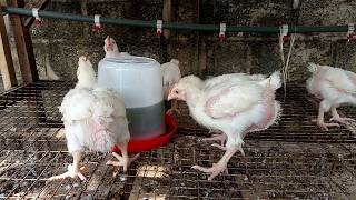 Broilers drinking bitter leaf extract [upl. by Metabel930]