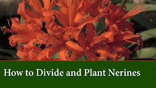 How to Grow and Divide Nerines  Varieties and Flower Colours [upl. by Dey475]