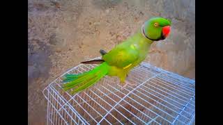 Beautiful green ringneck parrot talking [upl. by Ahsiema330]