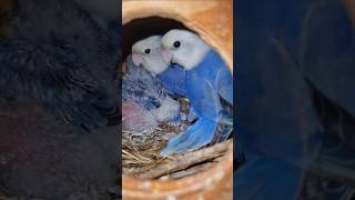 Lovebirds birds budgies parrot indianbudgies pets shortvideo lovebirdsbudgies lovebirds [upl. by Dirraj76]