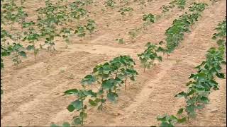 Agriculture Land For Sale in Narayanpet District Telangana 1650 Lakhs PER ACRE [upl. by Ileyan]