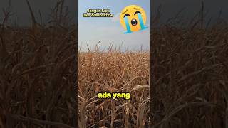 Keliru pupuk ultradap menjadi roundap ultradap roundup pupuk jagung kering kemarau kebun [upl. by Reginauld]