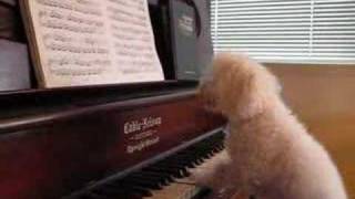 Dogs play the piano  PRO poodle style [upl. by Blalock]