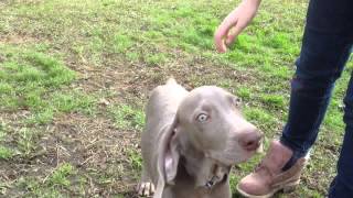 Weimaraner Puppy 12 Weeks Old Playing Outside [upl. by Kegan]