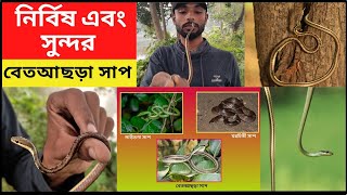 bronzeback snake india  Bronzeback Tree SnakeNon Venomous Snake  betachra snake  bronze snake [upl. by Annaiek]