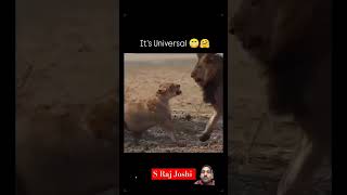 Lion love in lioness nature ytshorts shorts lion trending [upl. by Yokum595]