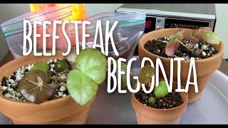 Beefsteak Begonia  Plant Propagation  Update August 2018 [upl. by Sabelle]