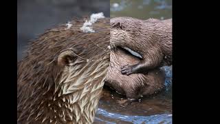 Otter Vocalizing and Chirping  1 hour [upl. by Aicenaj]