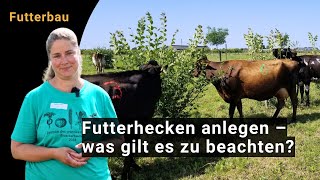 Futterhecken anlegen – Grundlagen für den Einstieg [upl. by Ellenet]