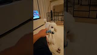 この俺様と引っ張り合いで遊びたいのかい？スタンダードプードルのルナ Do you want to play tugofwar with me Luna the Standard Poodle [upl. by Maffa]