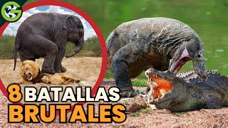 OTRAS 8 PELEAS Más BRUTALES de los ANIMALES SALVAJES 🐊 [upl. by Gardie166]