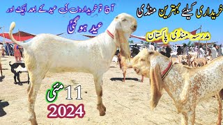 11 May 2024Madrasa Mandi Pakistan Madrasa Mandi 2024 Makhi Cheene Breeder Mujtaba Goat Farm [upl. by Rothstein973]