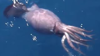 Colossal Squid Encounter  Deepsea Oddities [upl. by Gerius]