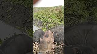 quotHow Piglets Feed Nourishing Moments with Mothers Milkquotbaby pig [upl. by Nohsad941]