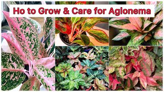 How to Grow amp care Aglonema  Chinese Evergreen🌿🪴 [upl. by Htial]