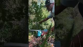 Transform Your Yard Work Saker Mini Chainsaw in Action 🌿💪 [upl. by Dorrej]