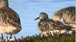 Great Knot Calidris tenuirostris [upl. by Falcone]