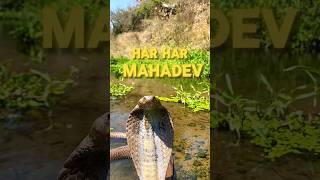 Snake video  Indian Cobra  snake minivlog shorts shortvideo [upl. by Elset472]