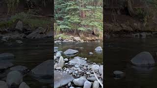 Fly fishing Gore creek vail Colorado [upl. by Attiuqehs]