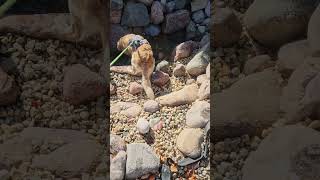 Swimming Pond Drained for Winter dog goldenretriever [upl. by Josepha]