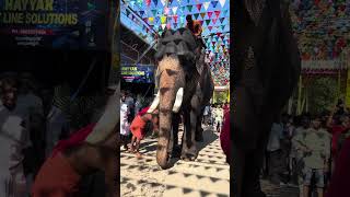 അരുണിമ പാർത്ഥസാരഥി  arunima parthasaradhi  Kerala Elephant  shortsvideo [upl. by Lertram46]