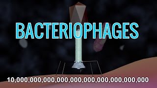 What Are Bacteriophages amp How Do Phage Viruses Work w Animation [upl. by Adah963]