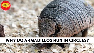 why do armadillos run in circles  Fascinating facts 36  Why Things Happen [upl. by Fletch]