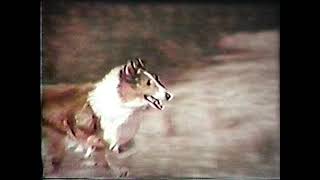 A Day in the Life Of Lassie  dog trainer Rudd Weatherwax promo film [upl. by Gilbye]