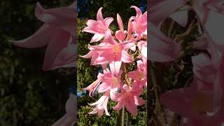 BelladonnaLily Amaryllis belladonna in Amaryllis Family  Observed in Description [upl. by Noj709]