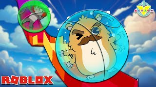 Packrat HACKED Robos Account to play ROBLOX Hamster Ball Obby [upl. by Ttcos]