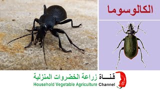 الكالوسوما الخنفساء السوداء  Calosoma [upl. by Durham942]