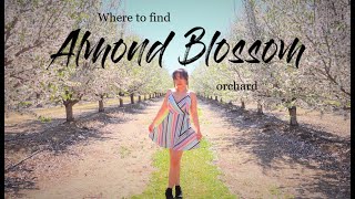 Where to find Blooming Almond Blossom Orchard near Bay Area  Northern California [upl. by Delwin]