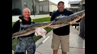 MASSIVE Cobia on the Freeman Killer  33 Invincible Catamaran Catch Clean amp Cook [upl. by Annoyed]