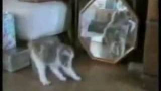 Bloopers De Perros y Gatos [upl. by Hgierb687]