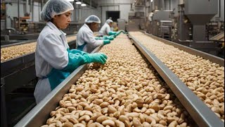 How Cashew Nuts Are Made Inside the Worlds Largest Factory [upl. by Itsur]