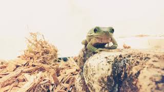 American Green Tree Frog Molting sloughing shedding [upl. by Edaw796]