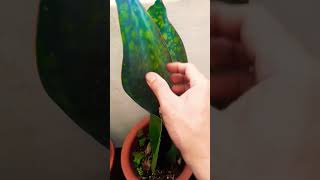 Sansevieria propagate this way Succulent plant succulents plants cactus propagation tips [upl. by Esinev]