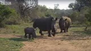 Black Rhino Charge  Ultimate Killers  Wildlife  BBC Studios [upl. by Biegel]