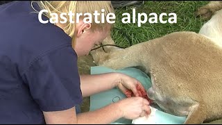 Castratie alpaca [upl. by Noled]