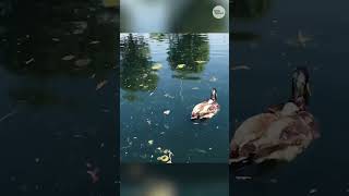 Zombie duck drones monitor fellow wildlife Shorts [upl. by Eylrac]