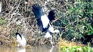 Nesting by the Water Wild Bird Habitat  BirdsLifeCycle [upl. by Enelaehs]